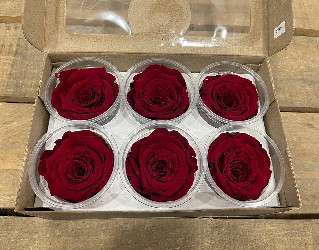 ROSE STABILIZZ.6PZ. XL RED-01 ---NETTO-----------