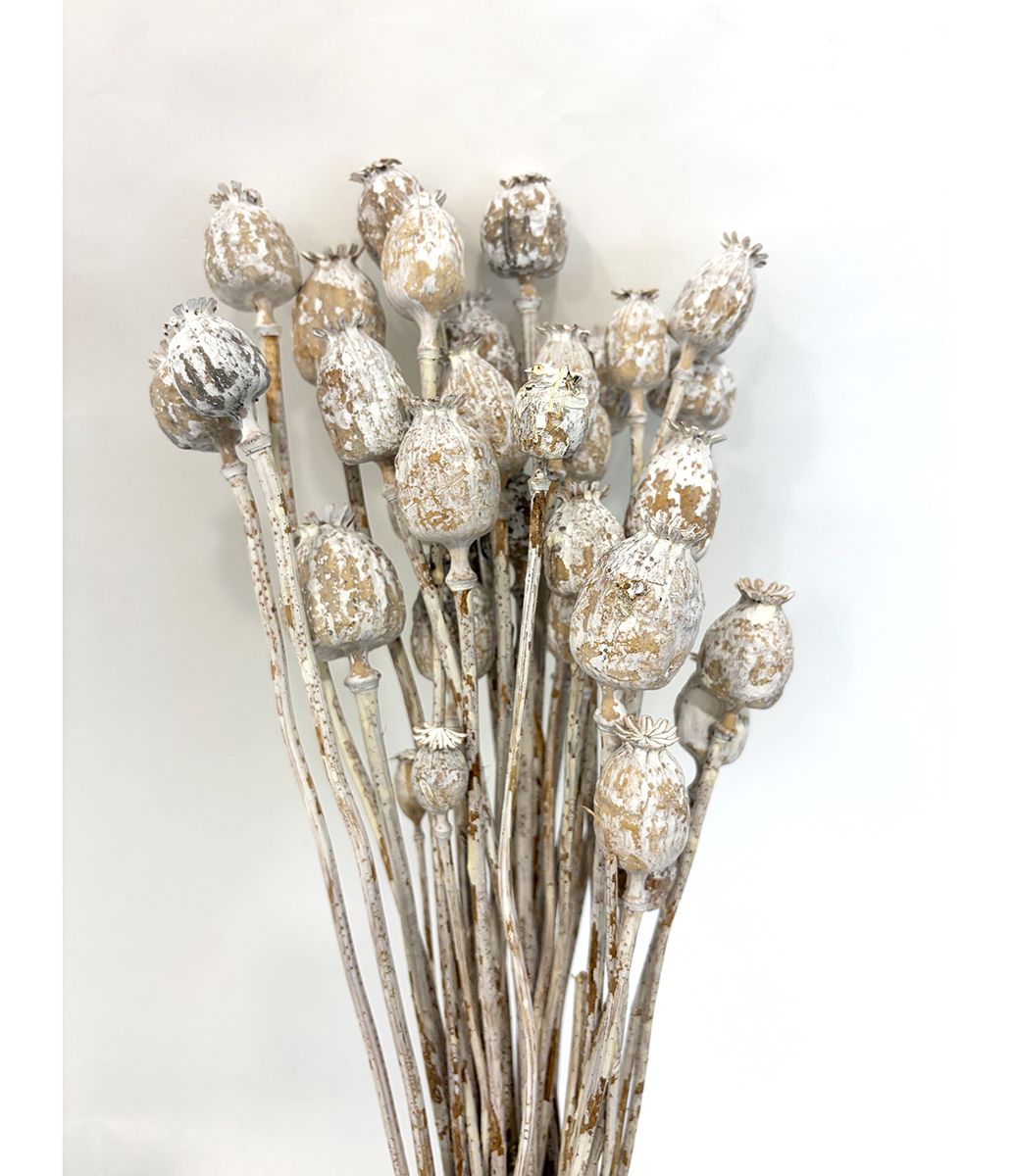 PAPAVERO OLANDESE 70CM. WHITE WASH.