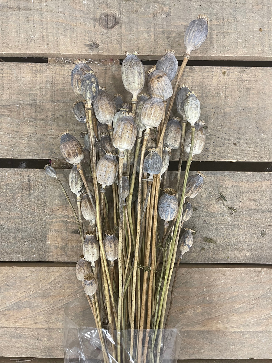 PAPAVERO OLANDESE NATURALE