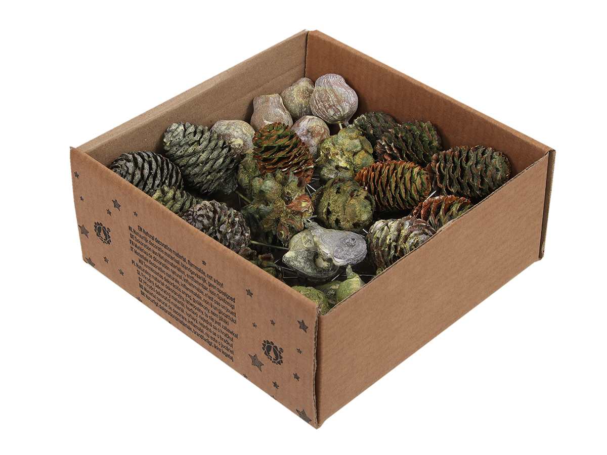 LEUCADENDRON C/PICK 10CM. 50PZ.ASS. DK GREEN FR