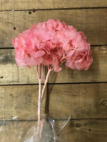 HYDRANGEA PRES. H30/35CM. ROSA