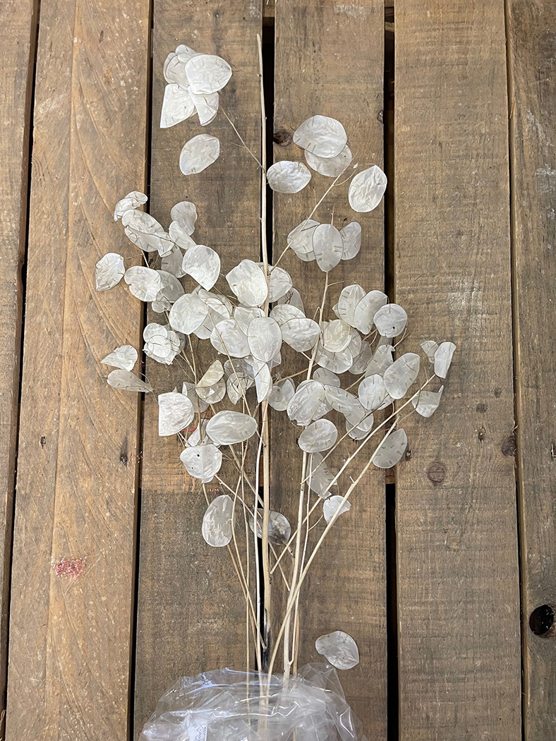 LUNARIA RAMI SFOGLIATA 40GR.