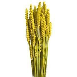 TRITICUM COL.ECO GIALLO