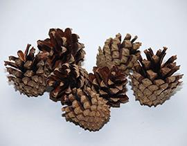 PIGNA SILVESTER L14CM. 10PZ. NATURALE