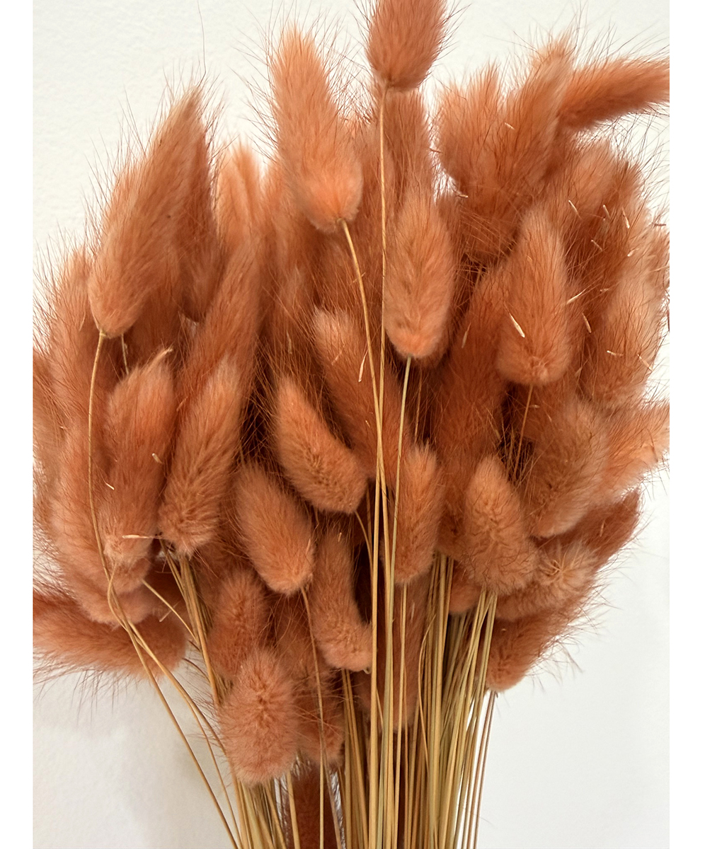 LAGURUS 100GR. TERRACOTTA