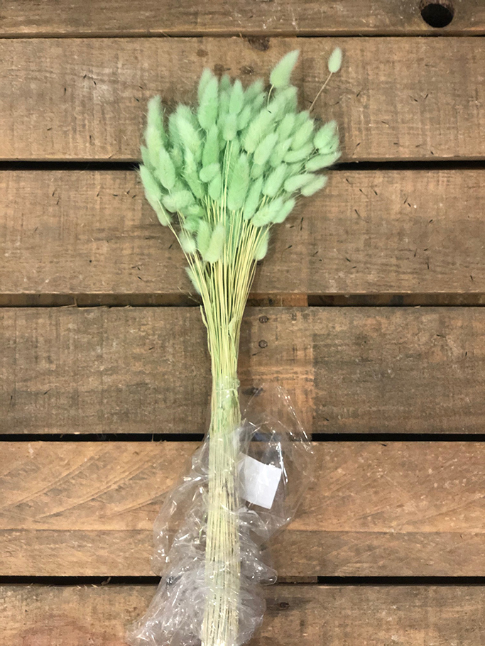LAGURUS 100GR. PISTACCHIO