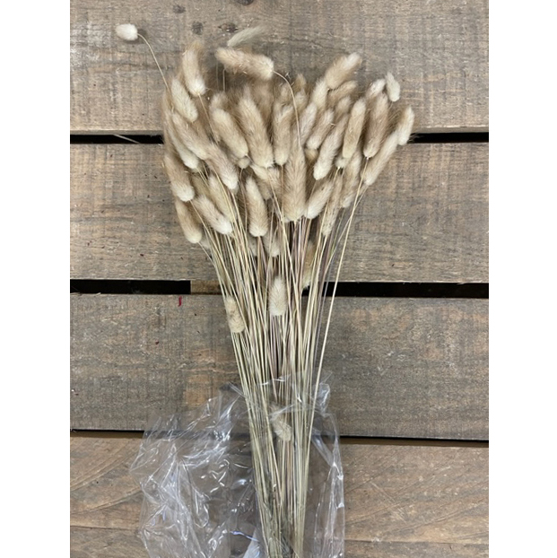 LAGURUS 100GR. NATURALE