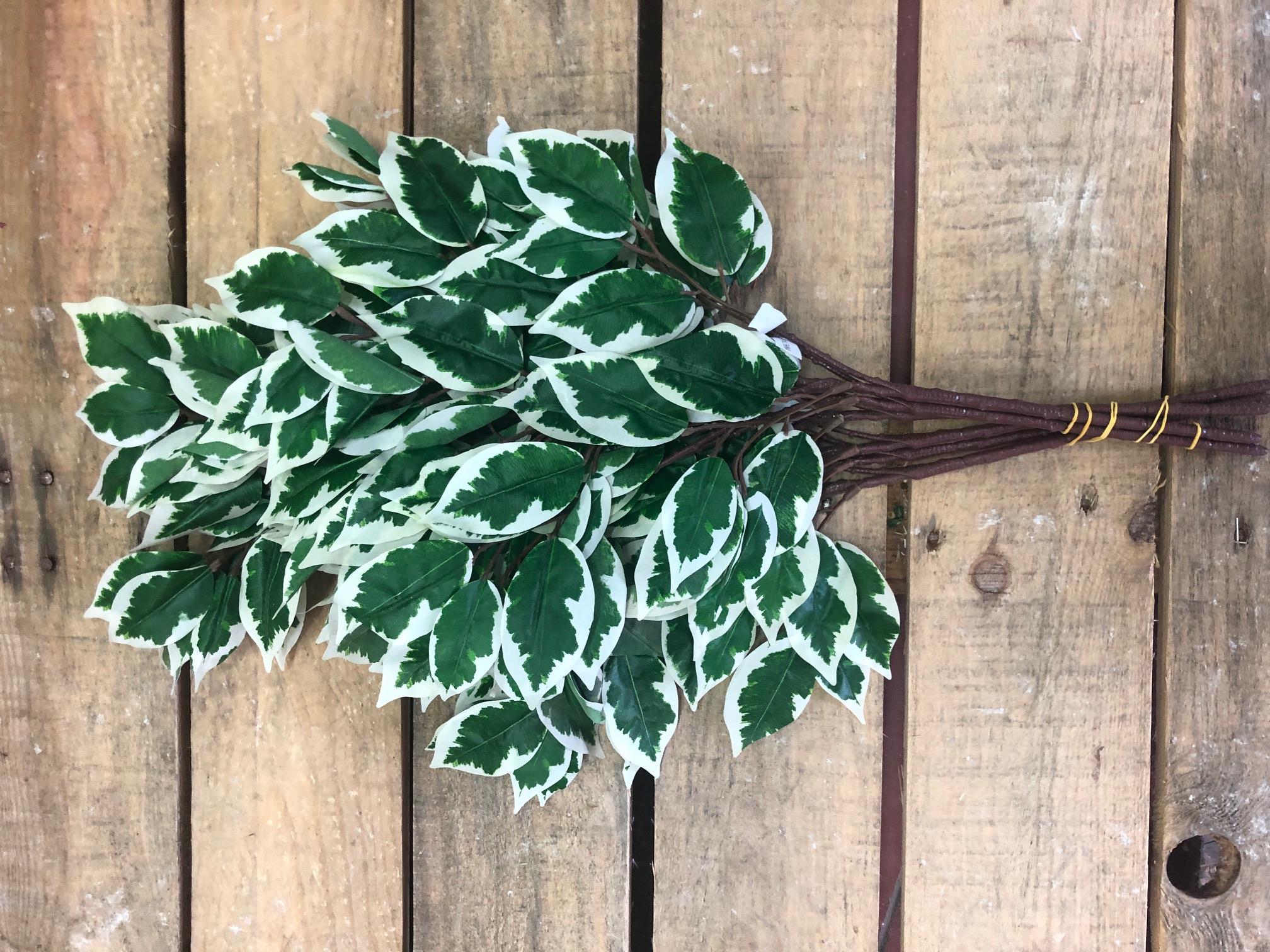 FICUS SPRAY W/40 LVS WHITE/GREEN