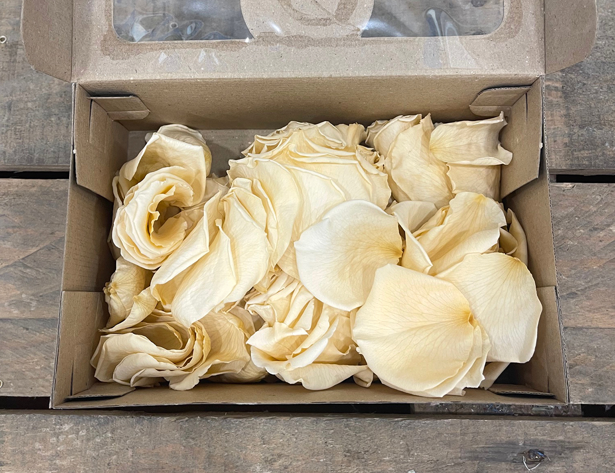 PETALI DI ROSA STABILIZZATI 380PZ. CHA-01 ---NETTO------