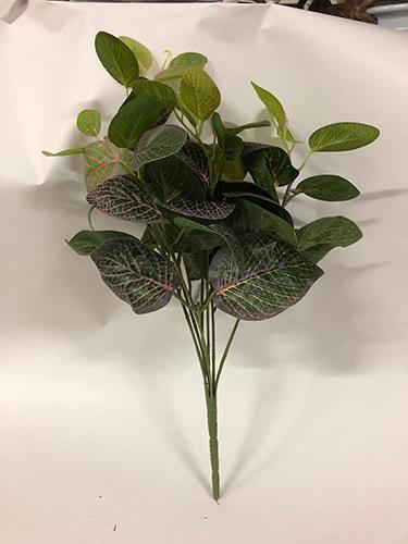 FITTONIA BUSH X7 46CM. GREEN/RED