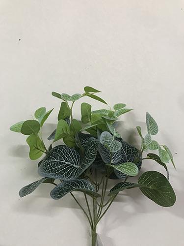 FITTONIA BUSH X7 46CM. WHITE/GREEN