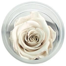 ROSE STABILIZZ.6PZ. LL WHITE-01 ---NETTO-------