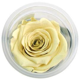 ROSE STABILIZZ.6PZ. L GIALLO CH. ---NETTO-------