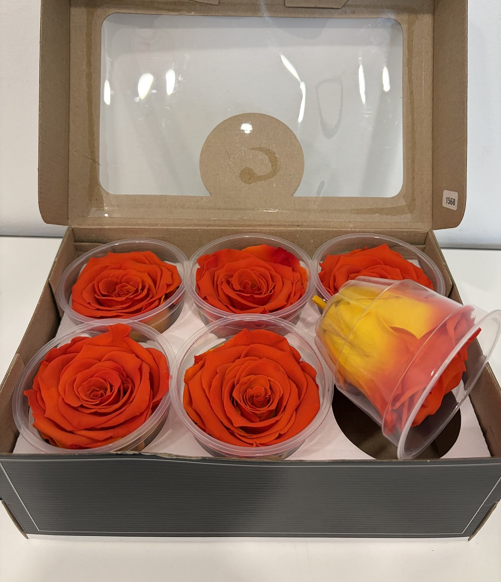 ROSE STABILIZZ.6PZ. LL BICOLOR ARANCIO ---NETTO-------