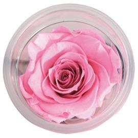 ROSE STABILIZZ.6PZ. LL ROSA ---NETTO-------