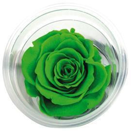 ROSE STABILIZZ.6PZ. L VERDE MELA ---NETTO-------