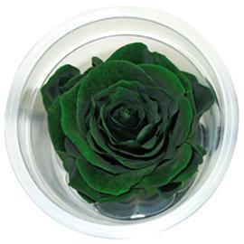 ROSE STABILIZZ.6PZ. L VERDE PINO ---NETTO-------