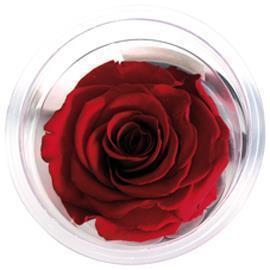 ROSE STABILIZZ.6PZ. LL ROSSO RUBINO ---NETTO-------