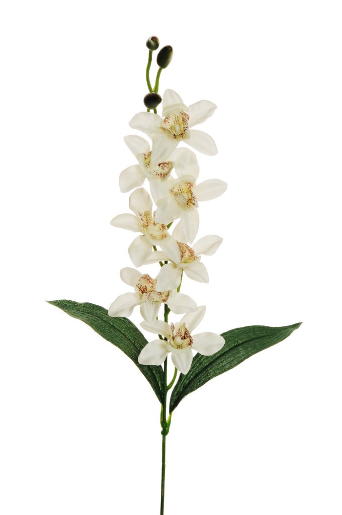 DENDROBIUM 7FIORI 3BUDS 67CM. 12PZ. BIANCO