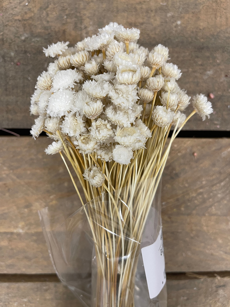 GLIXIA GIGANTE 100GR. 50CM. BIANCO
