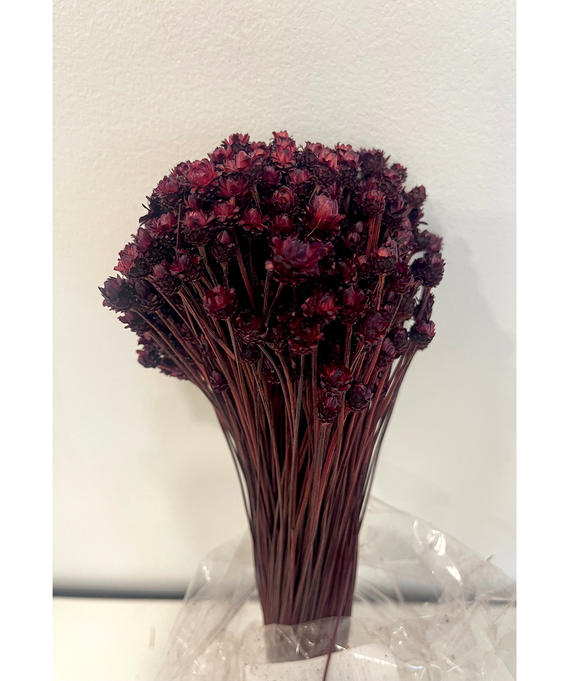 GLIXIA GIGANTE 100GR. 50CM. BORDEAUX