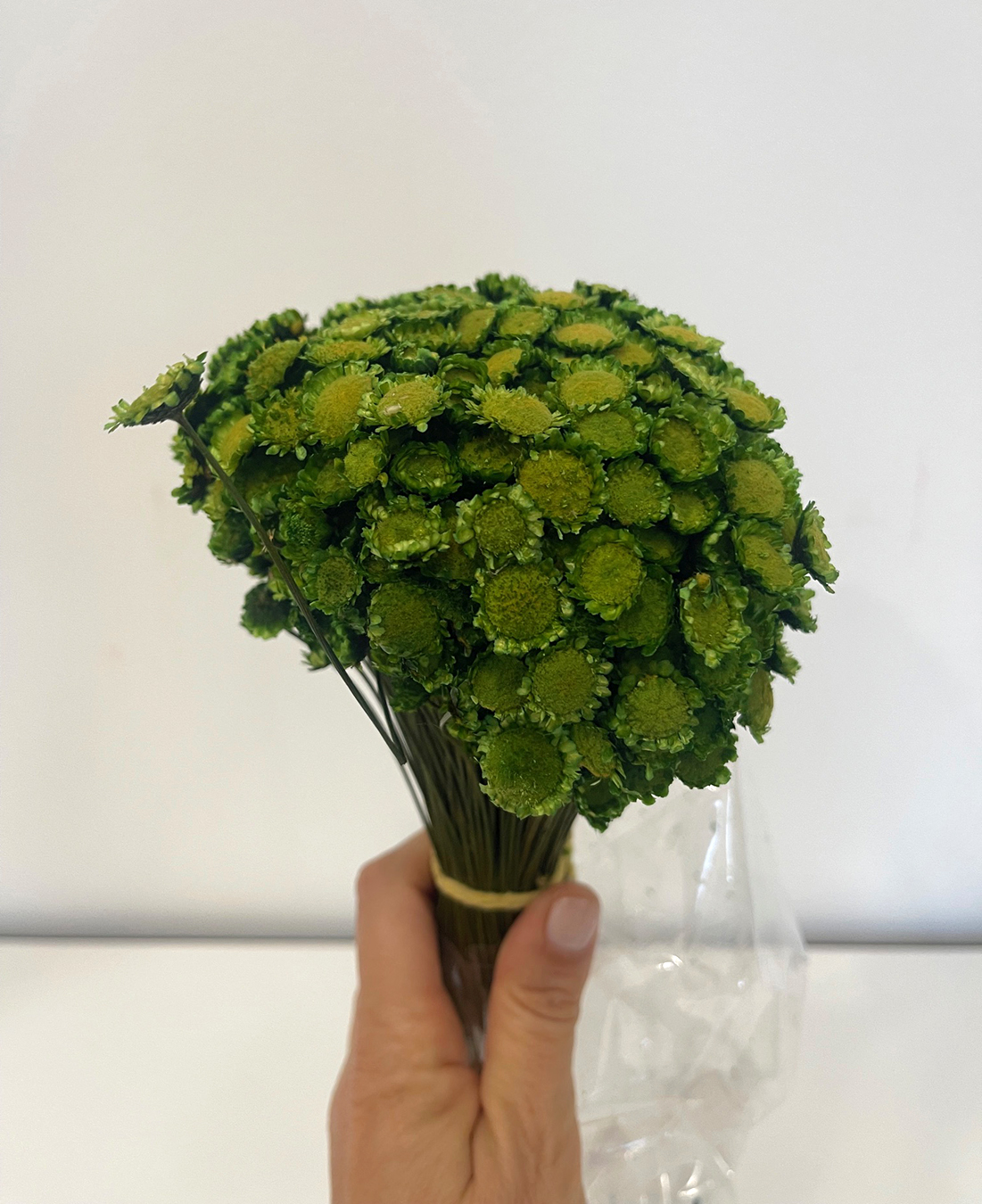 GLIXIA GIGANTE 100GR. 50CM. OLIVA