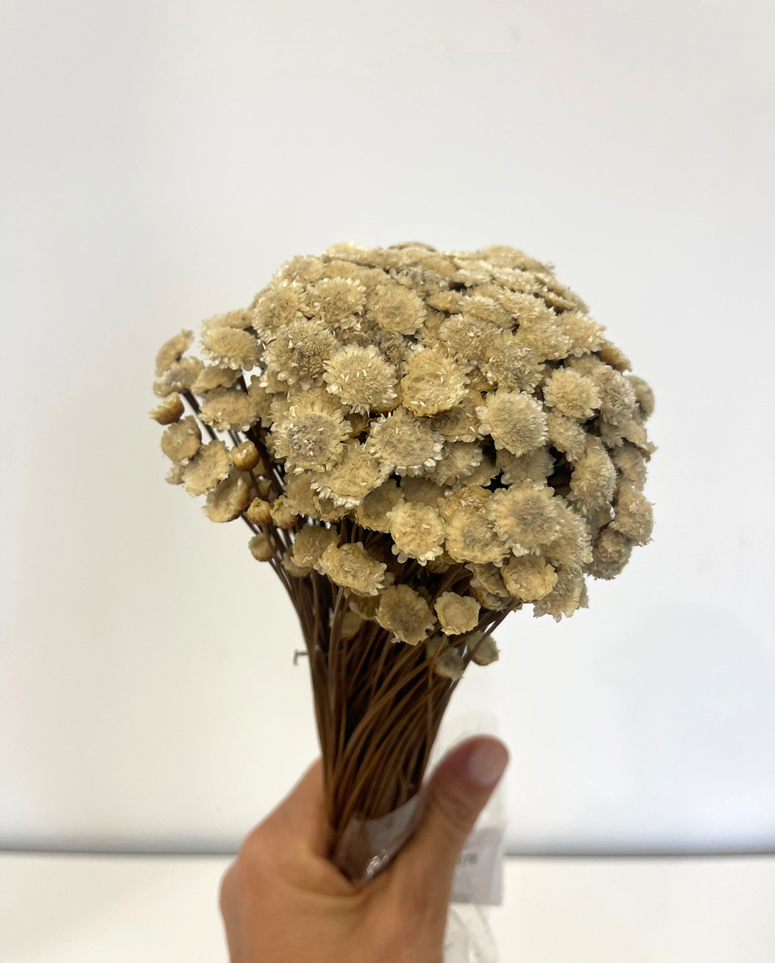 GLIXIA GIGANTE 100GR. 50CM. NATURALE