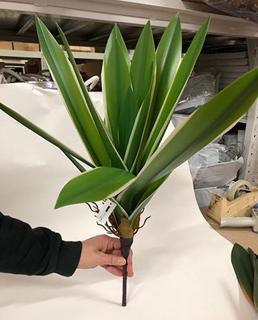 YUCCA PLANT 60CM. WHITE GREEN