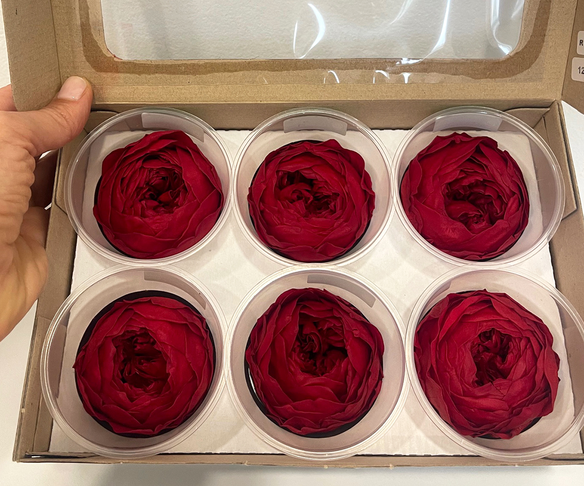 PEONIE STABILIZZ.6PZ. NK RUBINO ---NETTO-------