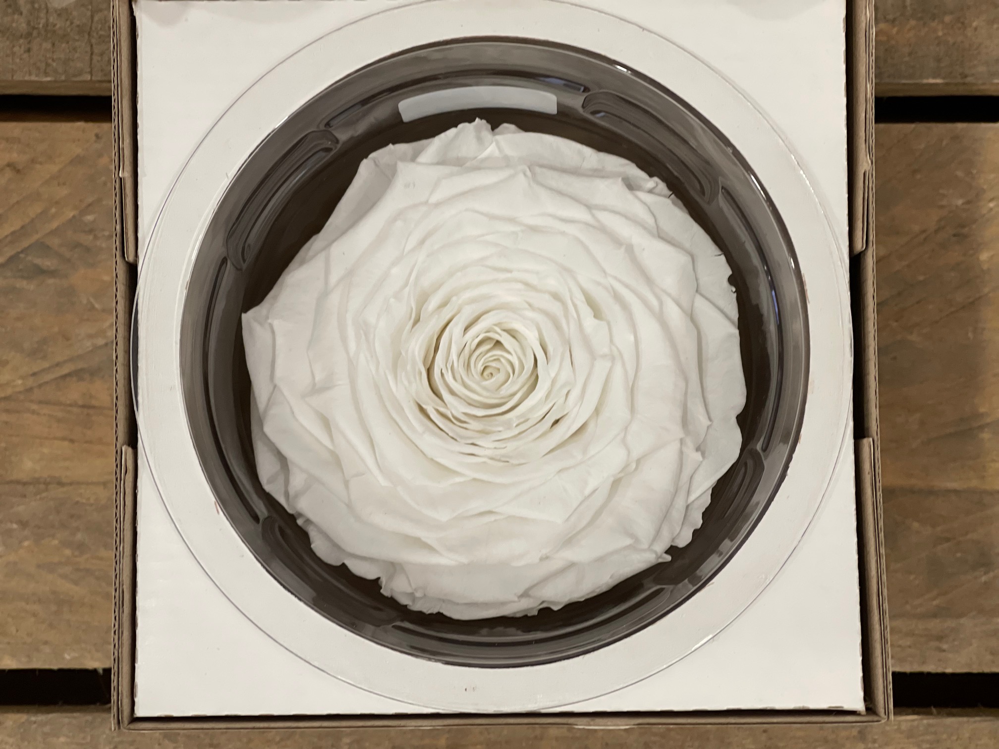ROSA STABILIZZATA 