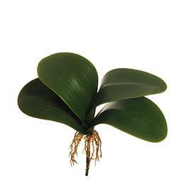 PHALAENOPSIS 4FOGLIE C/RADICI 29,5CM. VERDE