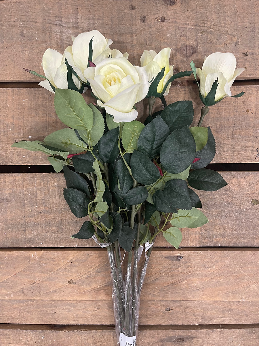 66CM.MATTE SAT.TEA ROSE BUD SP.CREAM