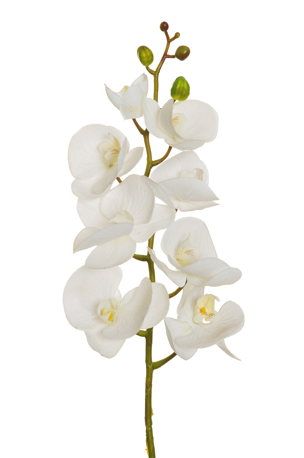 PHALAENOP.ORCHID REAL.T. 7FIORI 102CM. BIANCO