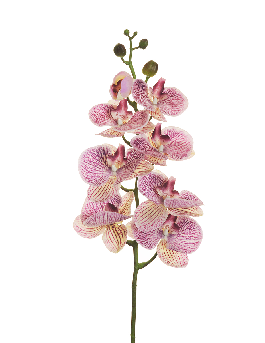 PHALAENOP.ORCHID REAL.T. 7FIORI 102CM. LILLA