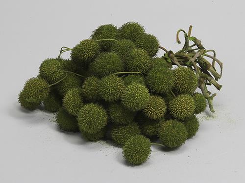 RICCI DI PLATANO VERDE