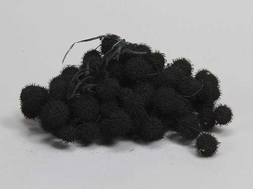 RICCI DI PLATANO NERO