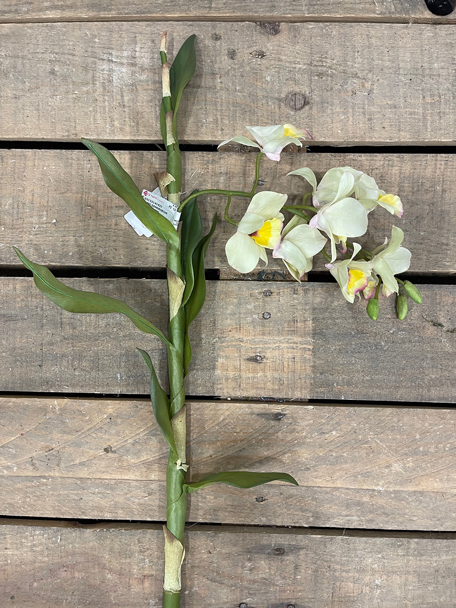 RAMO DENDROBIUM CM.80 GREEN