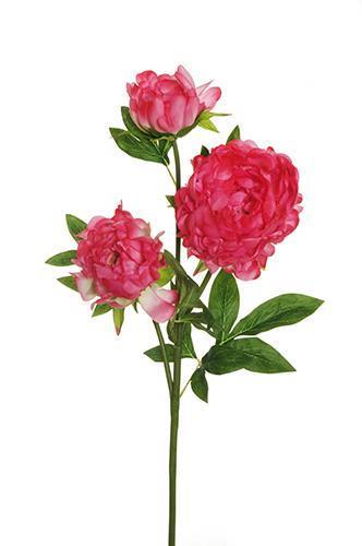 PEONIA BIG OPEN SPRAY 3FLWRS 83CM.FUXIA