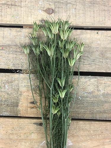 NIGELLA ORIENTALIS 100GR. VERDE NATURALE