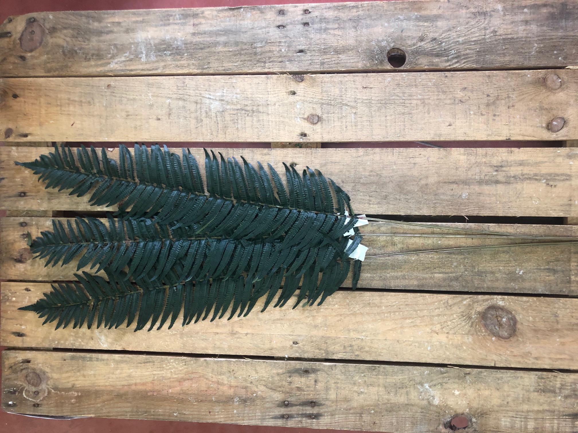 FELCE GIGANTE 133CM. 3PEZZI VERDE