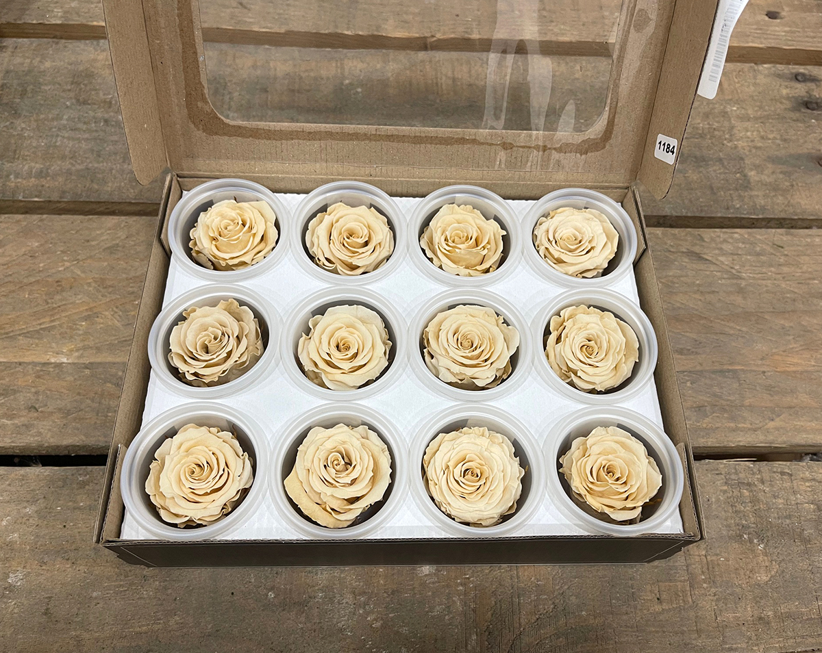 ROSE STABILIZZ.12PZ. S CHA-01 ---NETTO-------