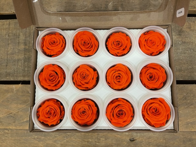 ROSE STABILIZZ.12PZ. S ORA-02 ---NETTO-------