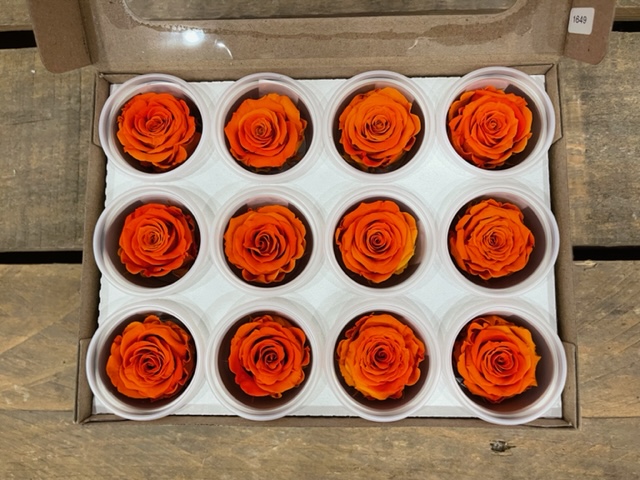 ROSE STABILIZZ.12PZ. S BIC-03 ---NETTO-------