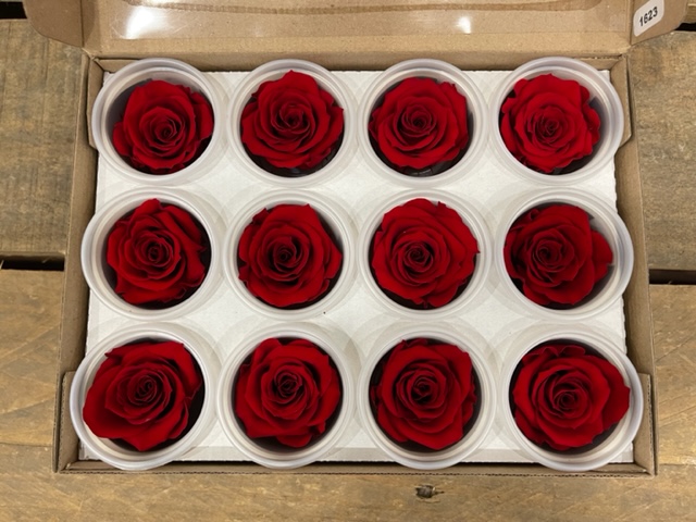 ROSE STABILIZZ.12PZ. S RED-02 ---NETTO-------