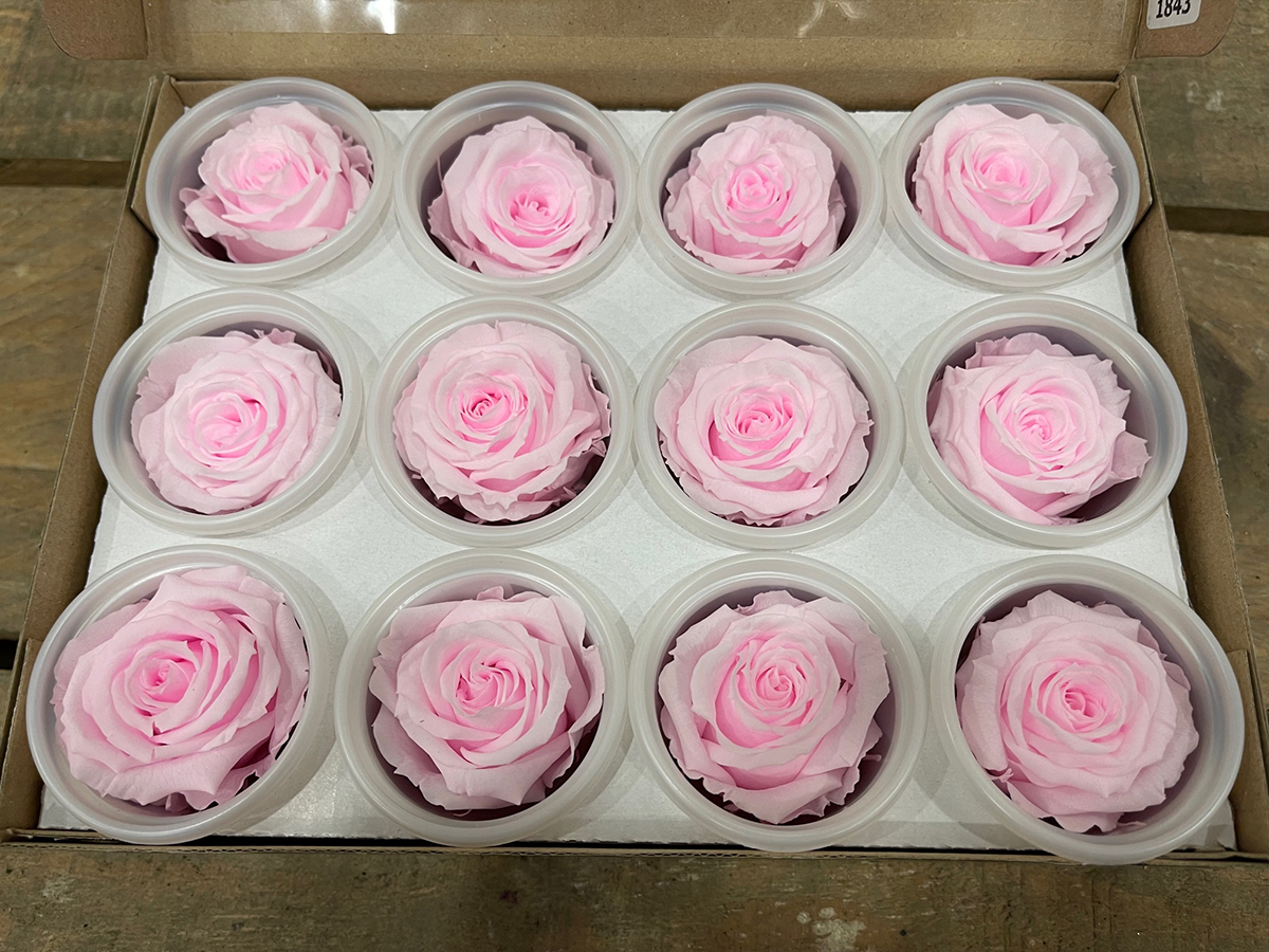 ROSE STABILIZZ.12PZ. S PIN-99 ---NETTO-------