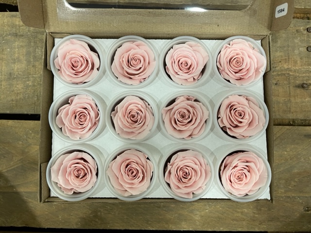 ROSE STABILIZZ.12PZ. S PIN-04 ---NETTO-------
