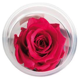 ROSE STABILIZZ.12PZ. S PIN-03 ---NETTO-------
