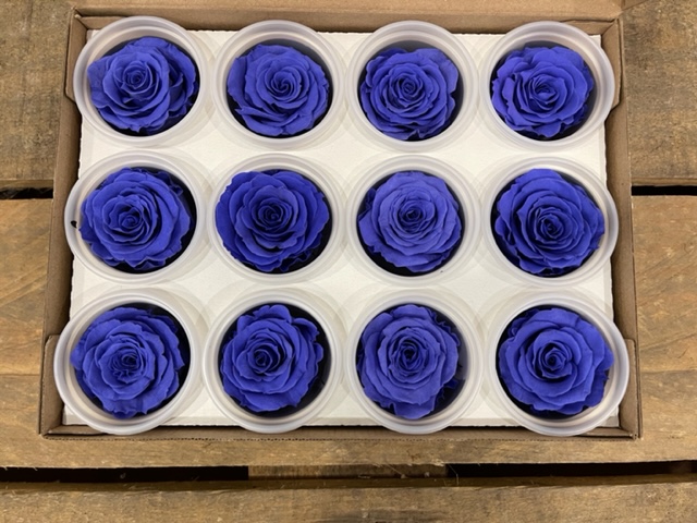 ROSE STABILIZZ.12PZ. S VIO-01 ---NETTO-------