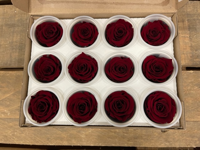 ROSE STABILIZZ.12PZ. S RED-01 ---NETTO-------