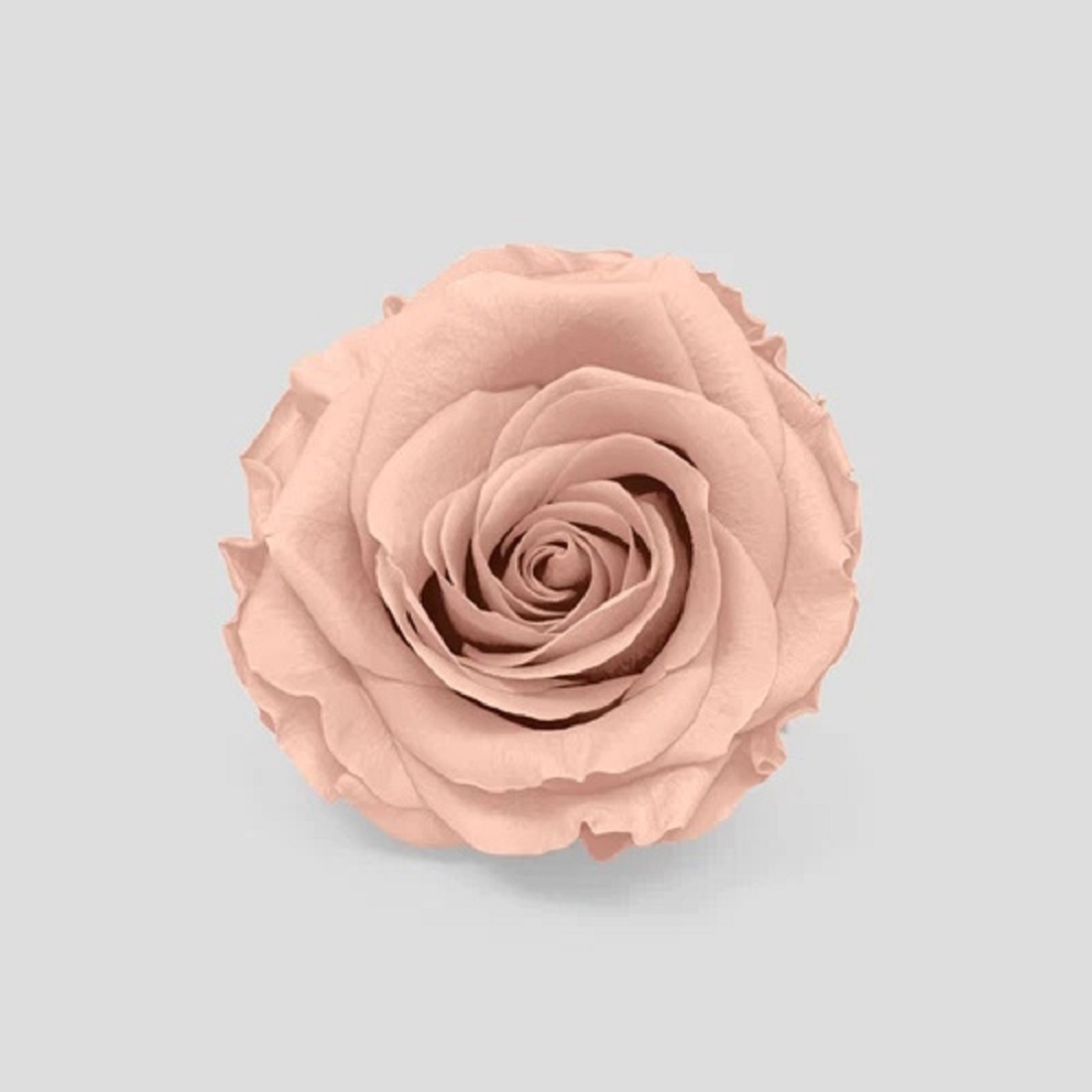 ROSE STABIL 10PZ. MISURA M HONEY PEACH --- NETTO ---